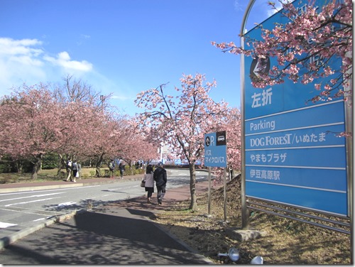 伊豆高原桜まつり ステージ１ おおかん桜 いずこい 伊豆の暮らしを楽しむ会